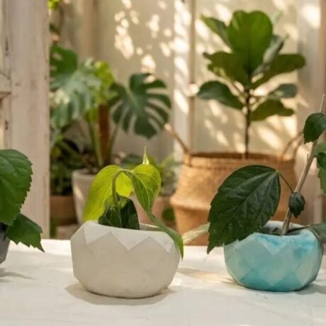 Concrete Plant Pot IMG1