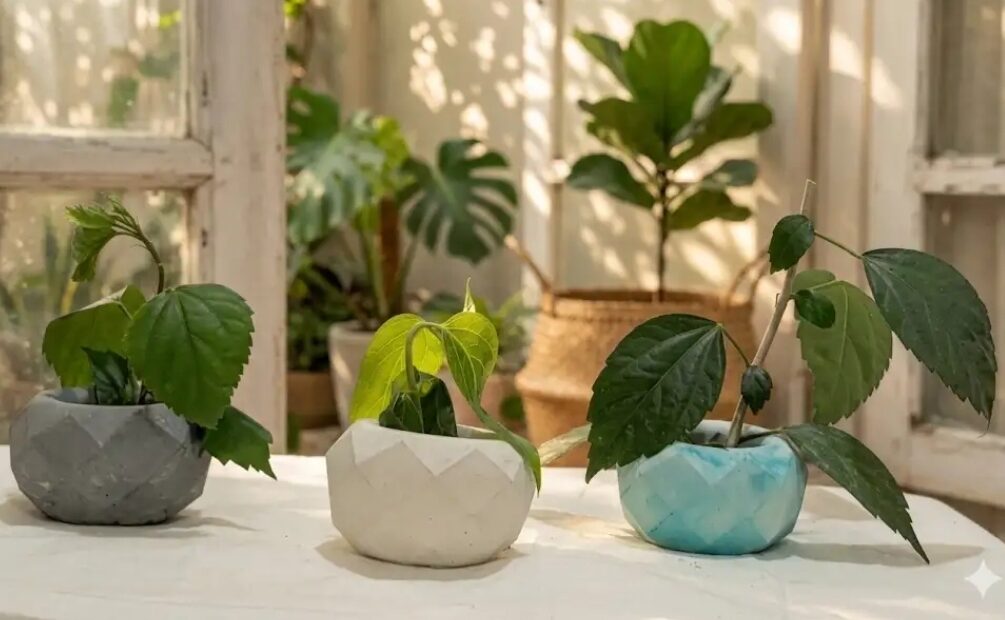 Concrete Plant Pot IMG1